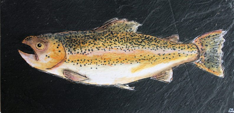 Regenbogenforelle mit farbiger Punktezeichnung auf silberner Schuppe.