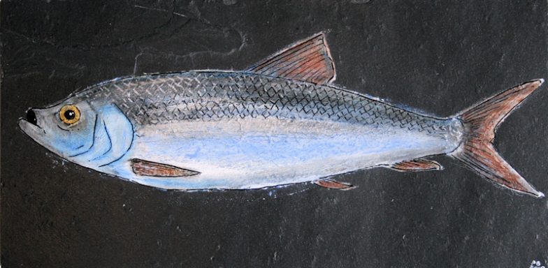 Silberner Fisch mit blauen und orangefarbenen Akzenten, seitlich dargestellt.